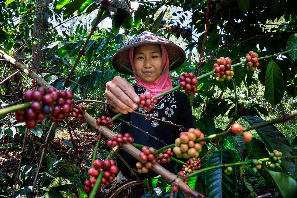 alliance vending distribuidor de café de comercio justo con certificación fairtrade