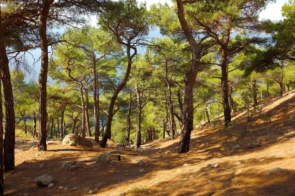 bosque mediterraneo vista de pinos y senderos en un bosque en España